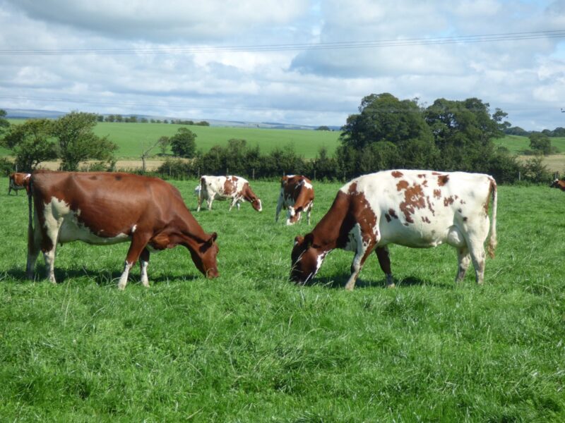 Two Outstanding Young Animals in the Sale