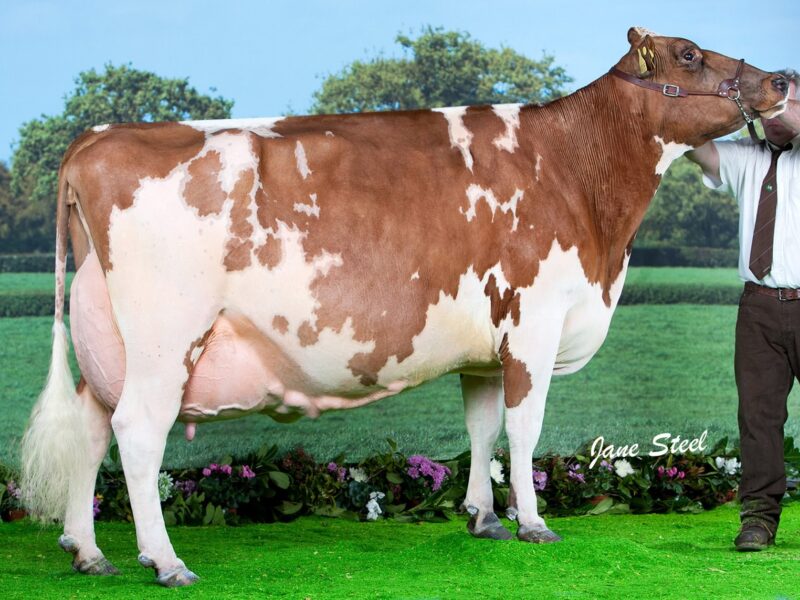 Sandyford Clover 10 EX97 8E, Agriscot Super Cow of the decade as voted by readers of The Scottish Farmer