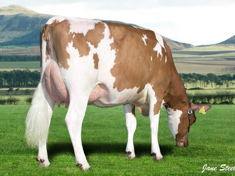 Cuthill Towers Miss Madison sired by Cuthill Towers Madison