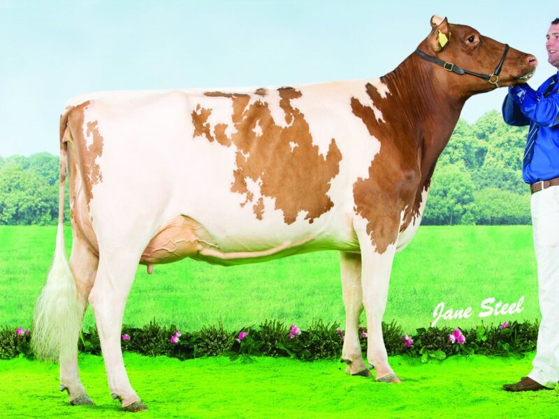Bruchag Talent Evelyn EX93 2E, Agriscot Super Heifer of the decade as voted by readers of The Scottish Farmer