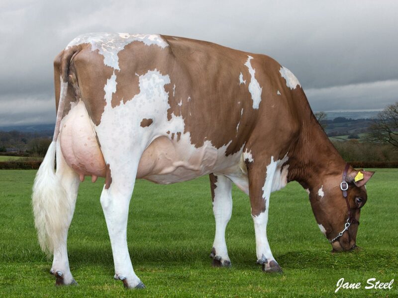 Daughter of Hilltown Oblique