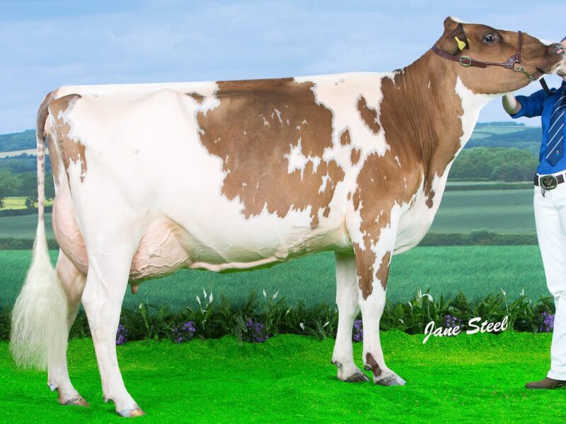 Beeline Swiss Florence VG 88