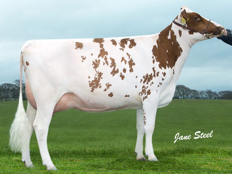 Knowe Bertha 245