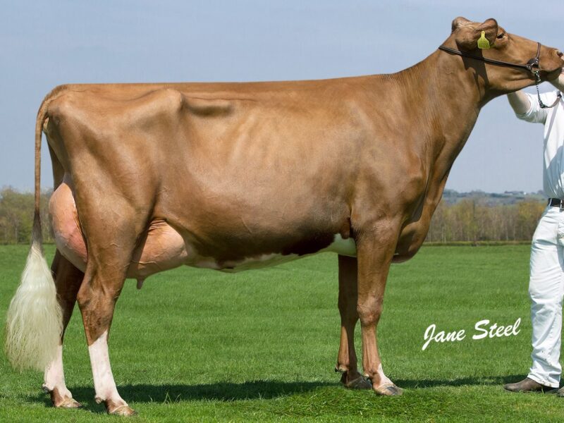 Cuthill Towers Rambo Rusty VG 87