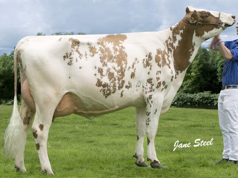 Morwick Ruth 158 the Dam of Morwick Planet