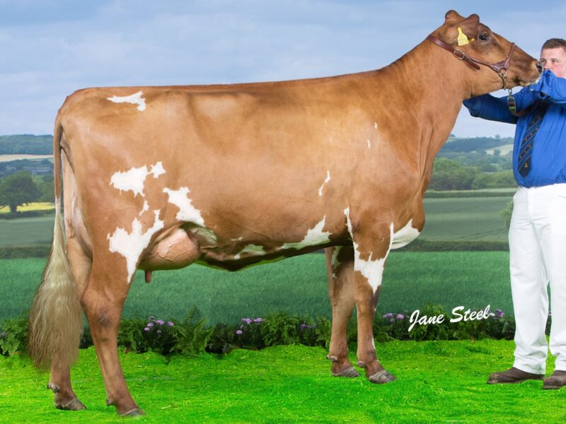 Halmyre Urr Louise 297