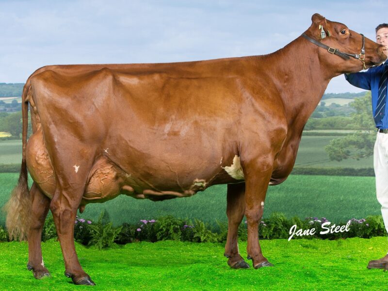 Horseclose Joanna EX 94 (3)