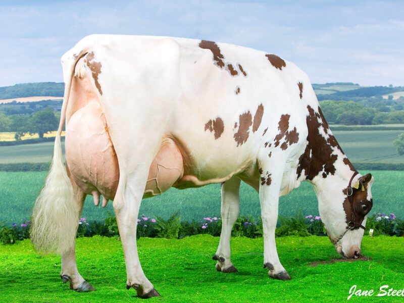 Cuthill Towers Crown Ray - Daughter of Ardmore Crown Napier