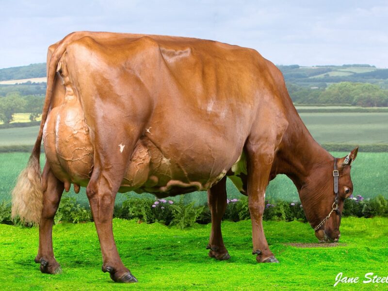 Horseclose Joanna - Dam of Horseclose Joanna 6 ET