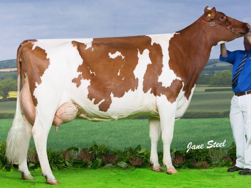 Morwick Classic Princess the Dam of Morwick Butter Prince