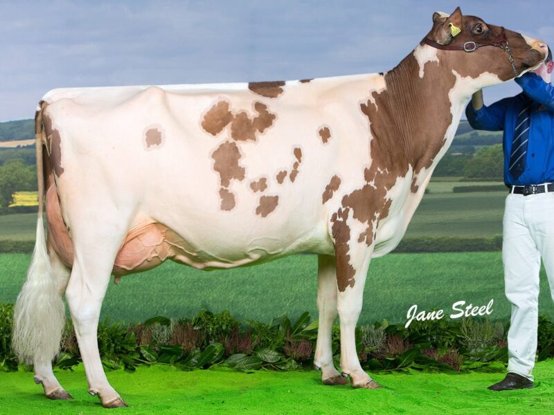 Syke Glencairn Lolita EX91