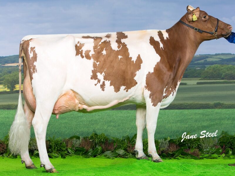 Bruchag Talent Evelyn VG 88