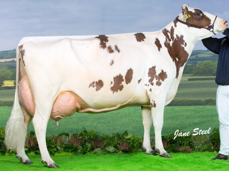 Cuthill Towers Crown Ray EX94 2
