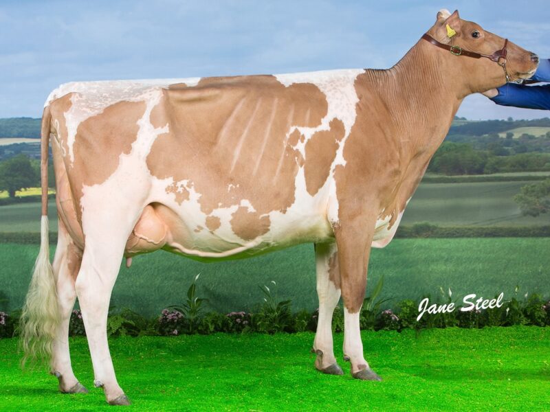 Sandyford Vitality Queenie VG86 2yo - 1st place Millking Heifer at the UK Dairy Expo