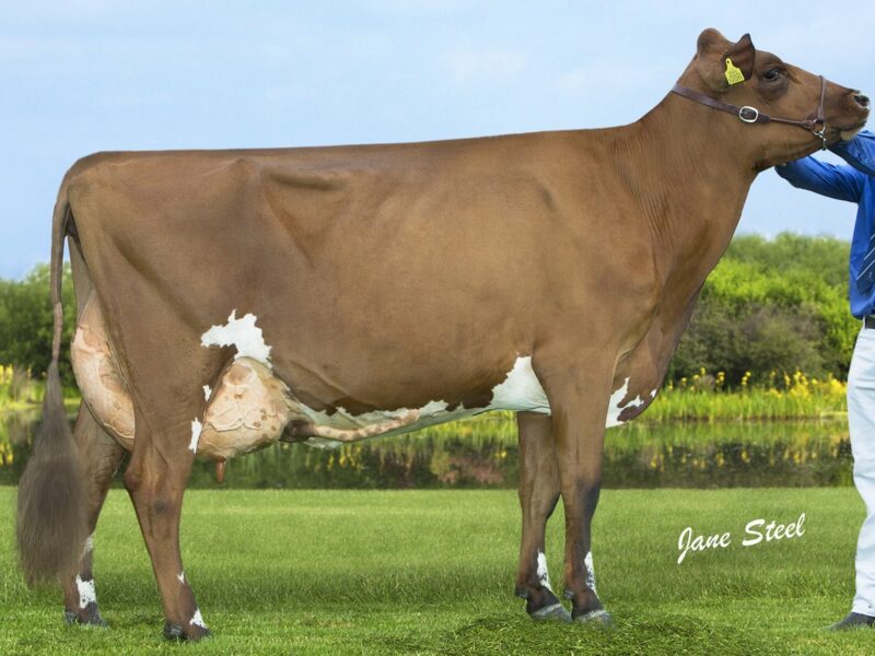2nd Runner up - Swaites Dainty 11