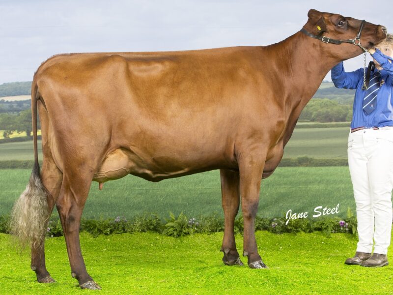 Willowfields Conceit 7 - Sired by West Mossgiel Modern Reality