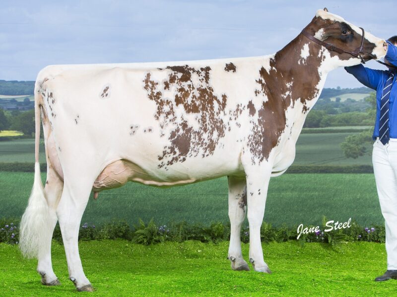 Bigginvale Buttermilk sired by Cuthill Towers Madison