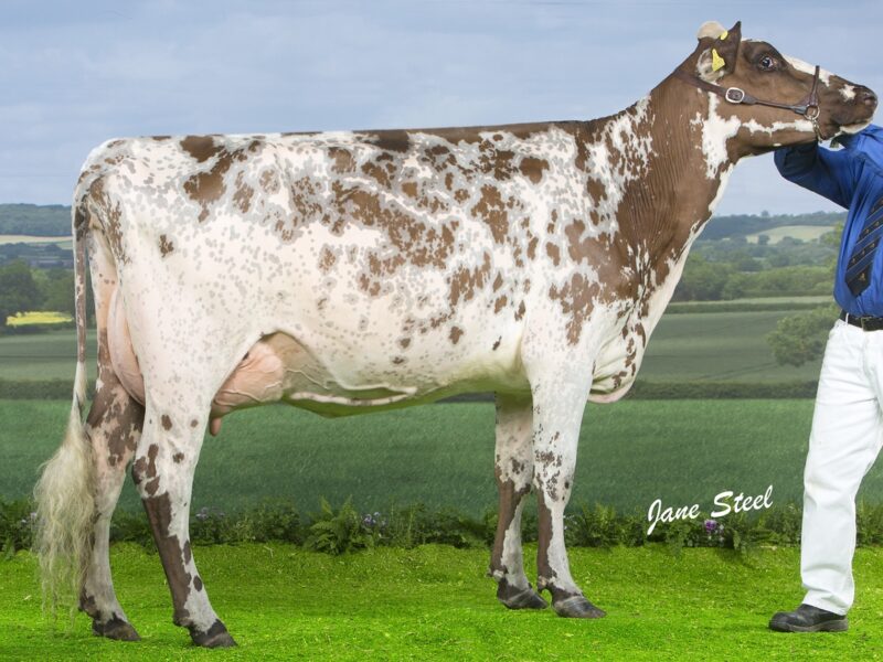 Rosehill Vitality - Pictured is one of his daughters  Millford Vital Mayflower who was 1st Placed Senior 2 year old at the National Show 2017