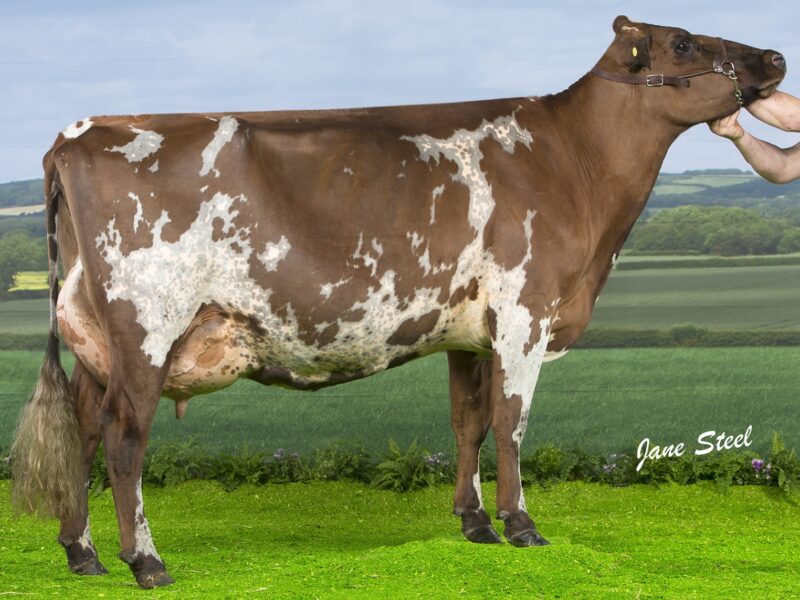 Willowfields Winnie 2 - Sired by West Mossgiel Modern Reality