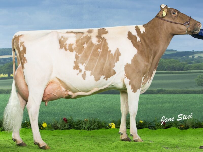 Breed Champion Bruchag Talent Evelyn