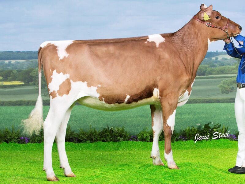 Runner Up - Halmyre Urr Floralin 218
