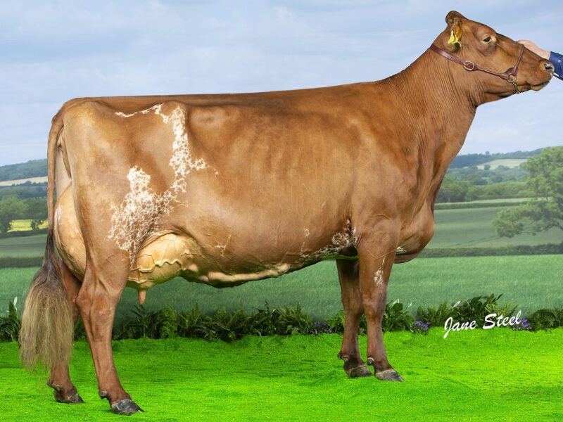 Runner Up - Halmyre Urr Louise 283
