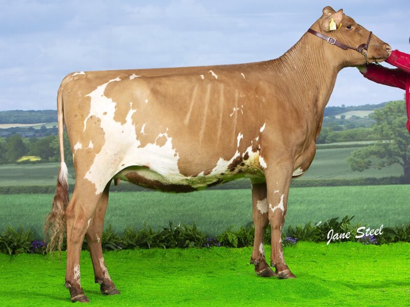 Winner of Class C 18 - 24 Months Longwood Dreamer Marie 3
