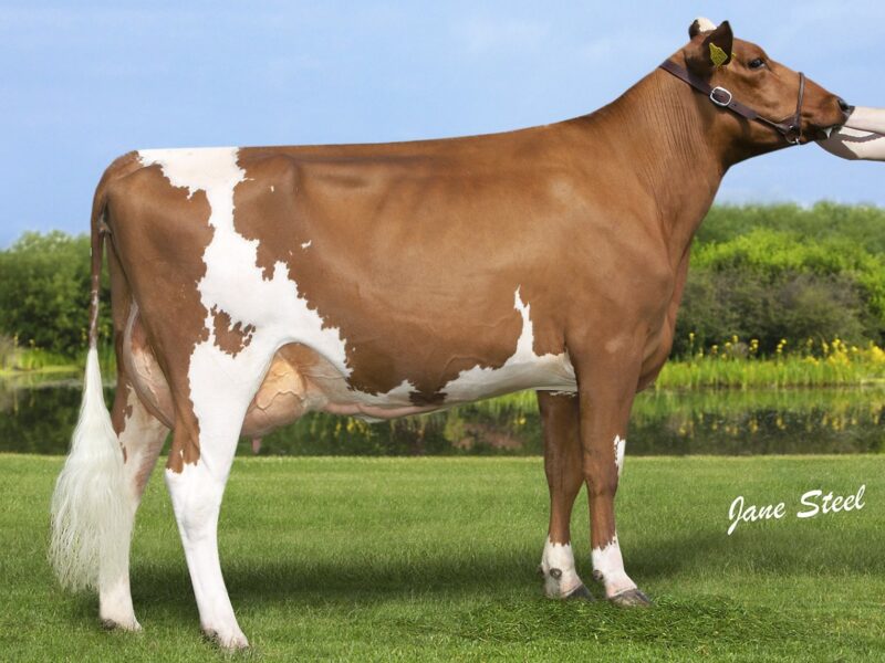 Sandersons Skyfall Justine - Daughter of Troutbeck Skyfall