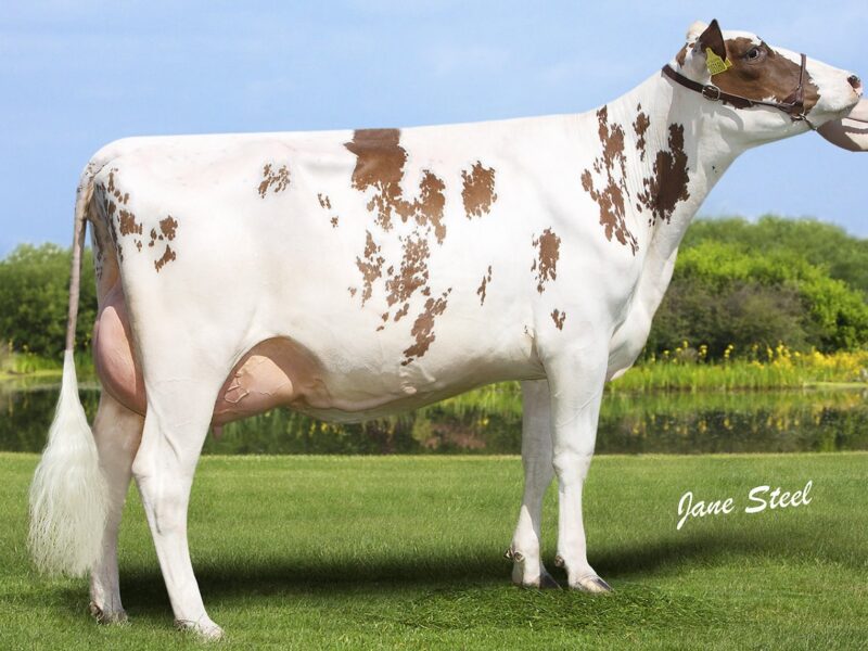 2nd Runner Up - Hilltower Supreme Marcy