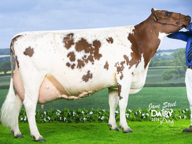 8 yrs and over winner - Halmyre Urr Mayflower 240