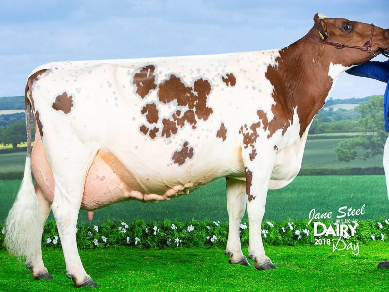 Winner - Halmyre Urr Mayflower 240