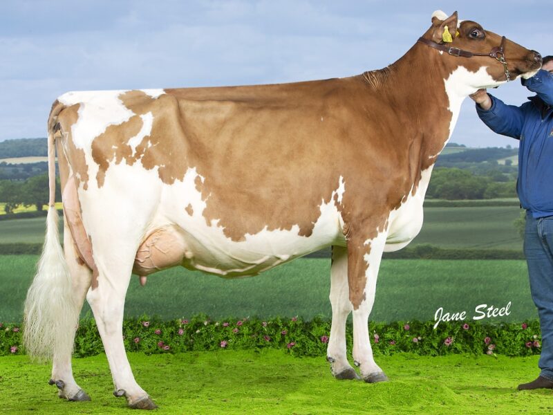 Beechmount Marie Girl - sired by Haresfoot Panache