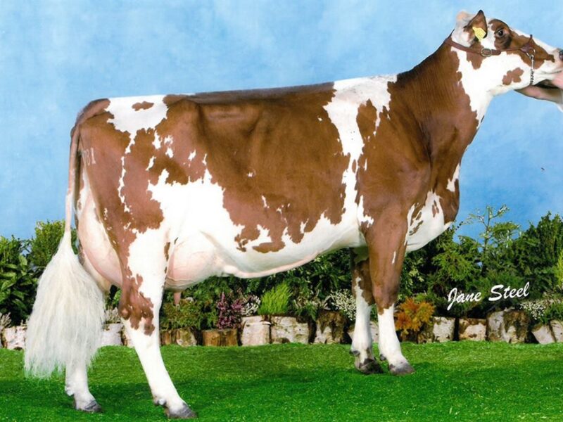 Dam of Ravenhill Victory - Ravenhill Ethel 350