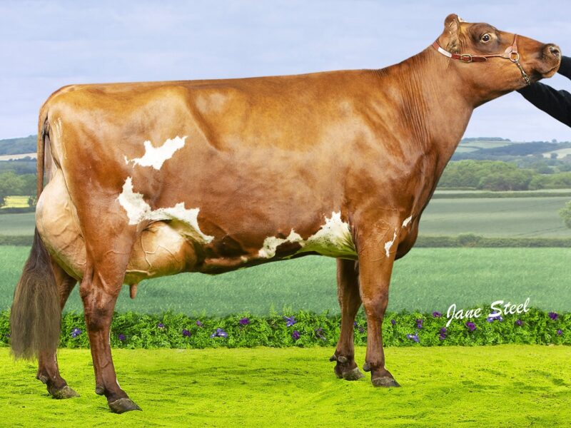 Champion, Troutbeck Burdette Jess 3 EX95 3E