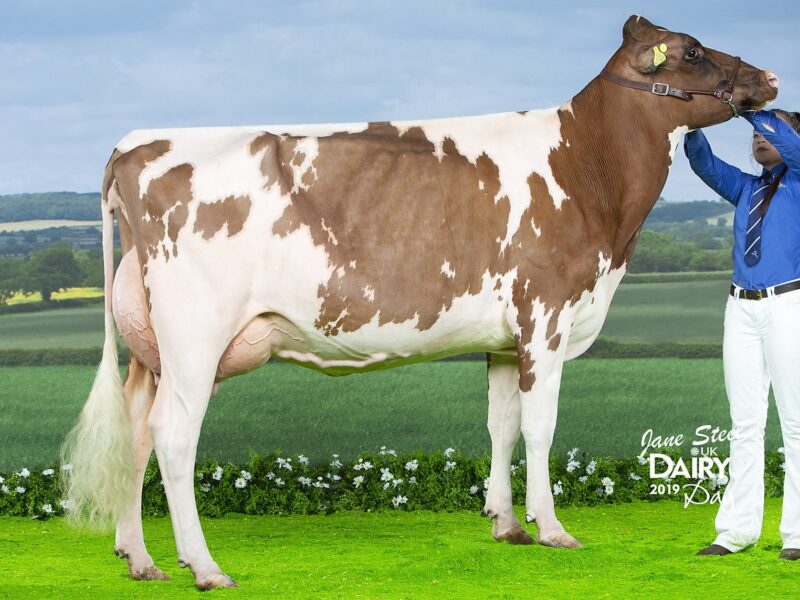 Honourable Mention D15 Stardust Supreme Queenie owned by Millie Tomlinson