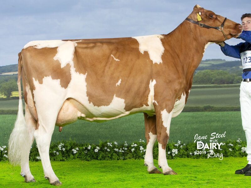 Jamara Nickle Gladys - sired by Swaites Nickle