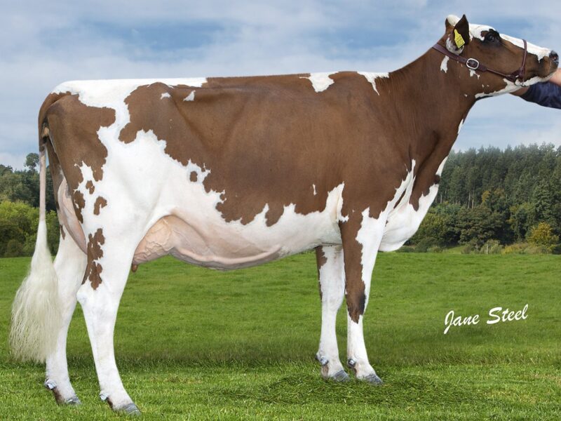 Penrhallt Roselinda 10
