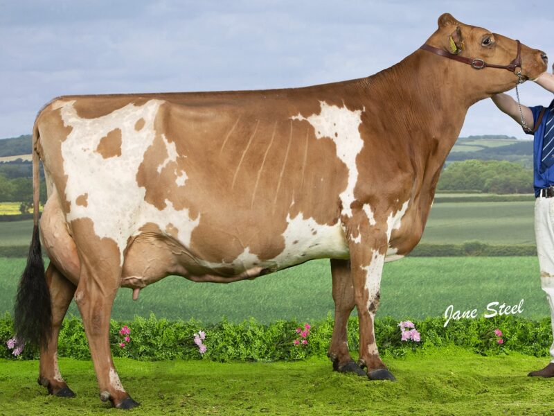 Honourable Mention, Sandyford Lucky Honey