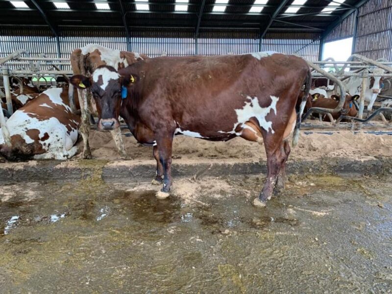 A daughter of Beeline Santa Rock in the Beeline herd