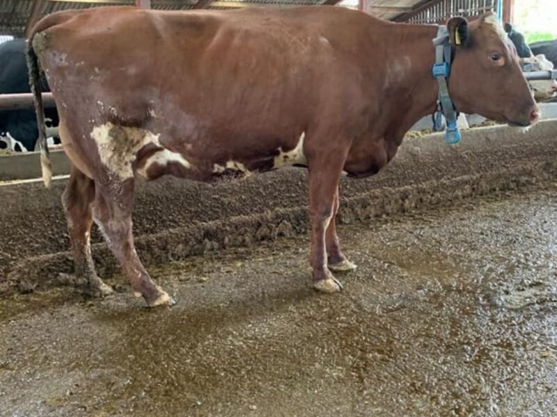 A daughter of Beeline Santa Rock in the Styche herd