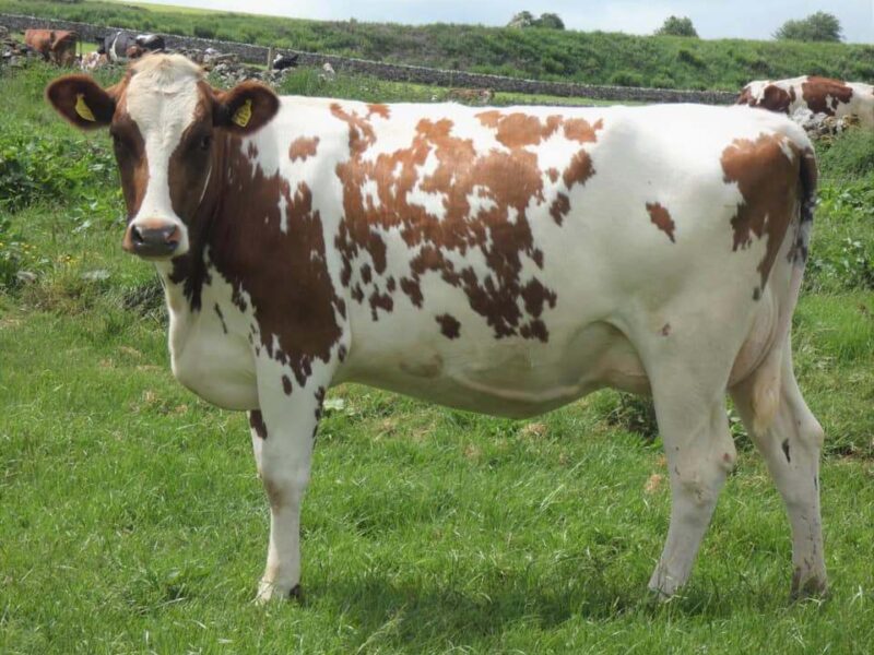 Sired by Cuthill Towers Buster