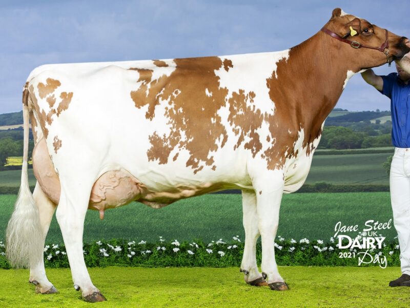 Champion - Beeline Eiffel Kathie