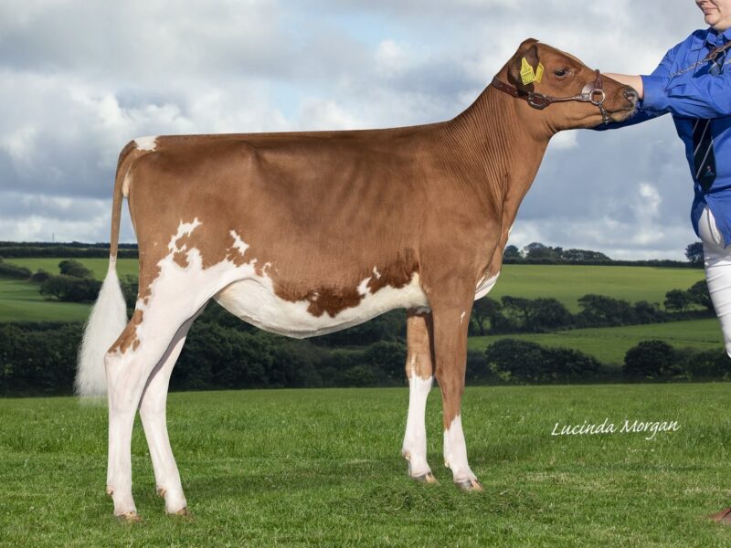 Champion - Creech Hill Rebel Zara