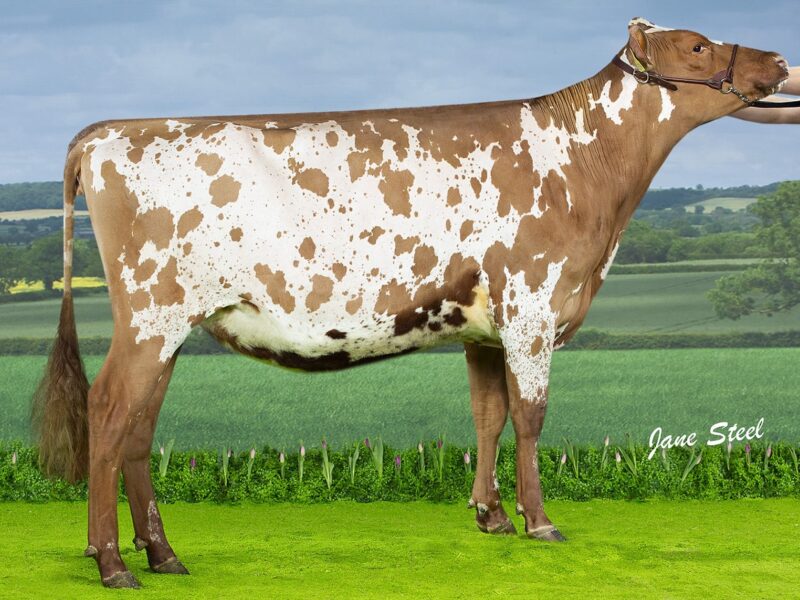 Knowe B-King Dainty Lass 2