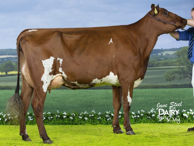 Champion - Heydale Wingman Bronara
