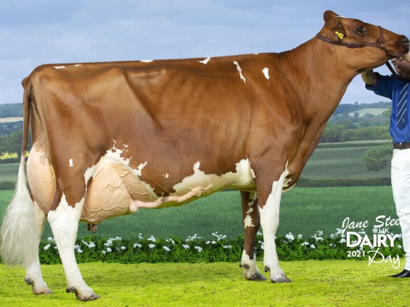 Champion - Hunnington Fragy 16