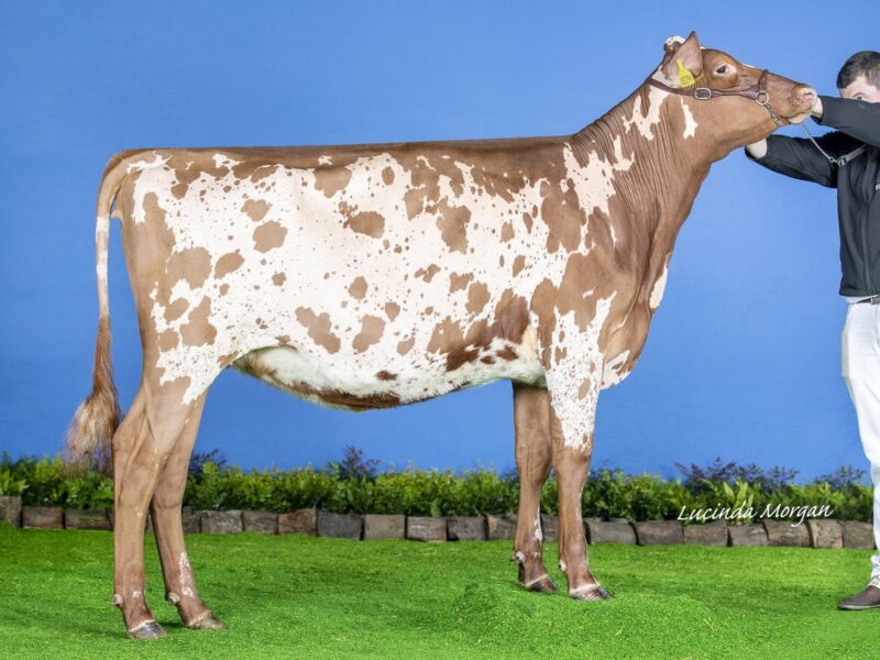 Champion - Knowe B-King Dainty Lass 2