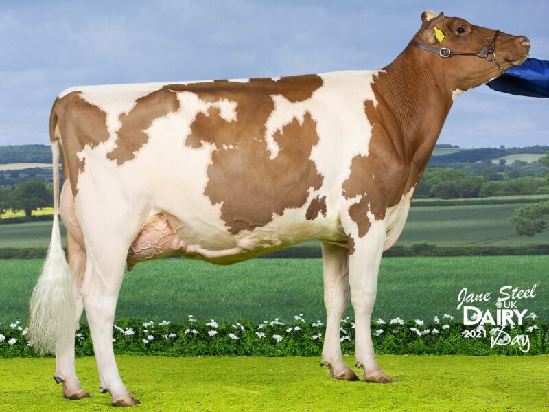 Champion - Whiteflat Jordy Lizzie Red