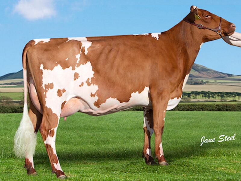 Hunnington Famous Daughter - Cuthill Towers Famous Sarah