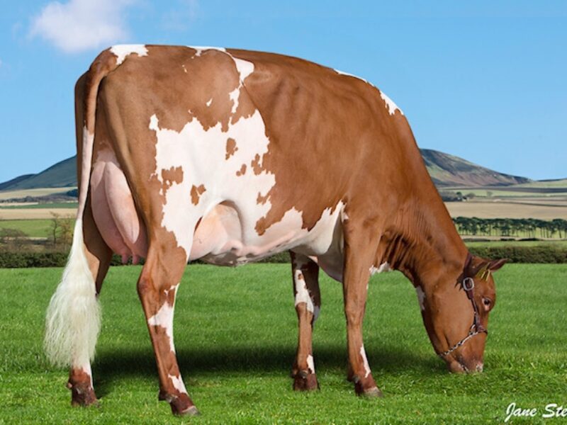 Hunnington Famous Daughter - Cuthill Towers Famous Sarah
